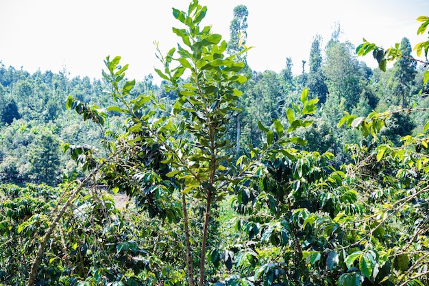 Foto un árbol con hojas verdes y una montaña en el fondo