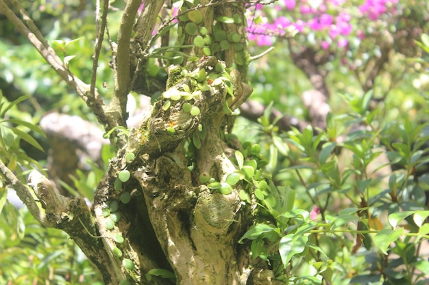 Foto un árbol con hojas verdes y muchas plantas pequeñas.