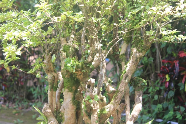 Un árbol con hojas verdes y mucho musgo.