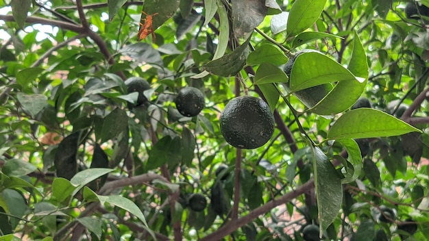 Un árbol con hojas verdes y naranjas.