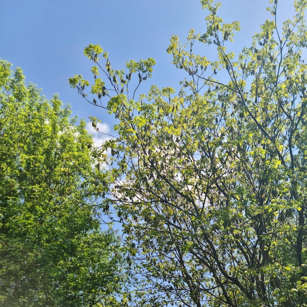 Un árbol con hojas verdes y la palabra "primavera" en él