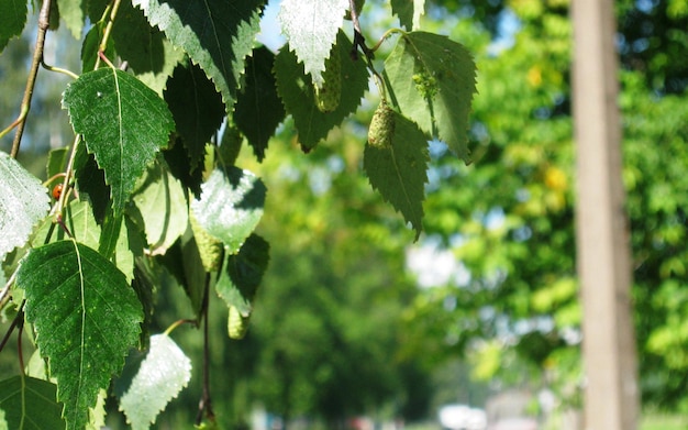 un árbol con hojas verdes que tiene la palabra brota en él