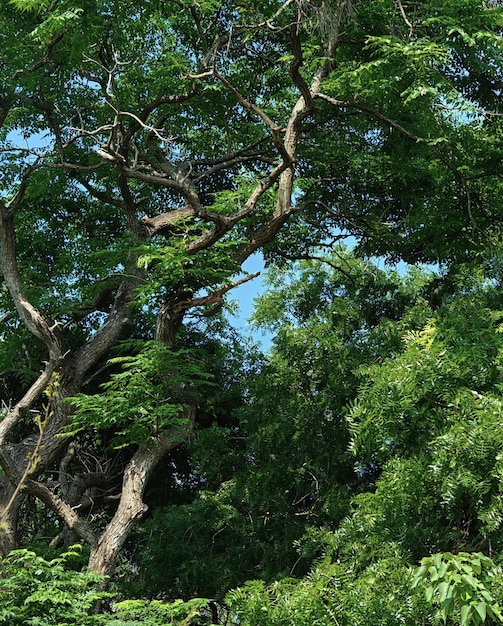 Un árbol con hojas verdes y ramas que tienen la palabra selva.