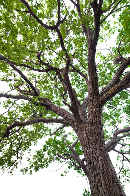 Un árbol con hojas verdes. Roble. aislado