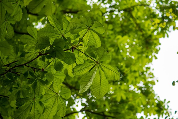 Foto un árbol con hojas verdes y el sol brillando a través de él.