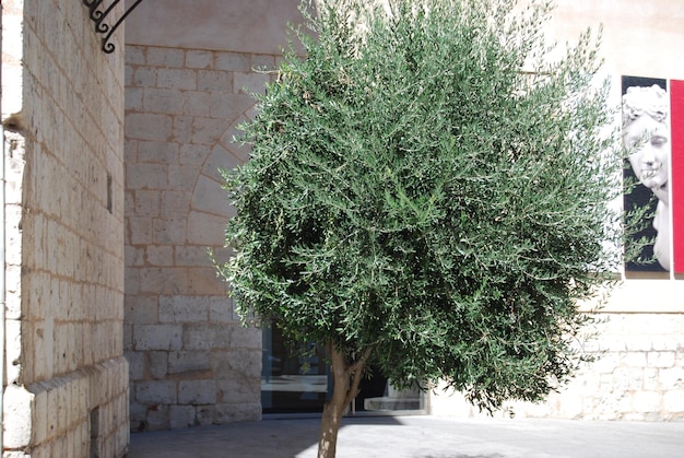 un árbol con hojas verdes y una sombra en la pared