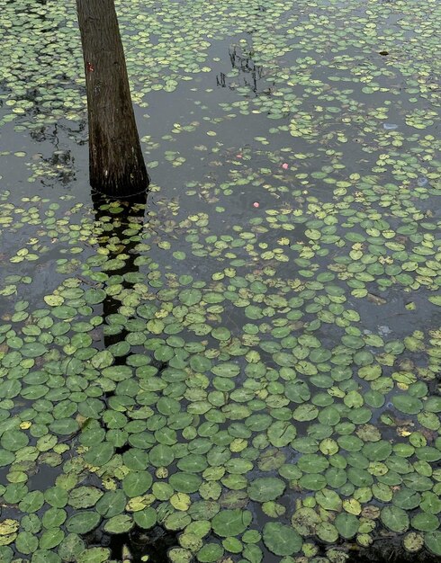 Un árbol con hojas verdes y una superficie de agua con una superficie de agua y un nenúfar verde.