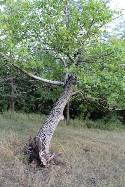 Un árbol con hojas verdes.