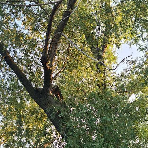 Un árbol con hojas verdes.