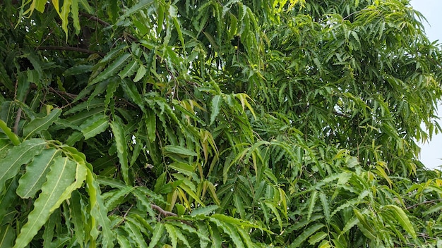 Un árbol con hojas verdes.