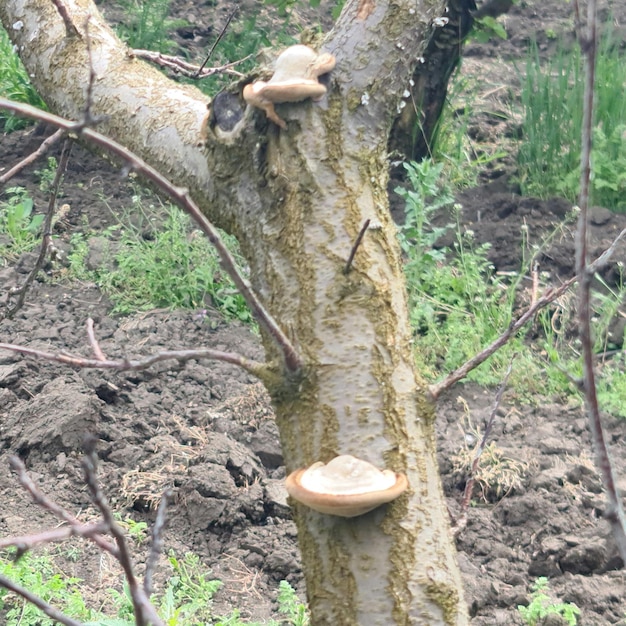 Un árbol con un hongo y algunos otros hongos.