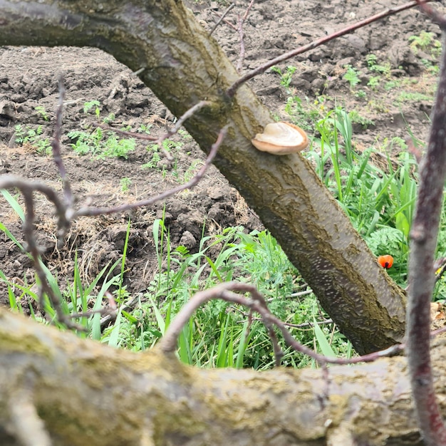 Un árbol con un hongo y una flor roja al fondo.