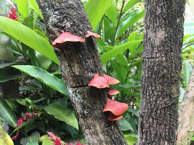 Un árbol con hongos rojos creciendo en él