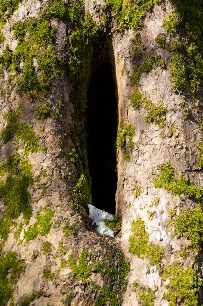 Un árbol hueco en un viejo tronco de árbol cubierto de musgo ubicado en un gran bosque cerca del fondo
