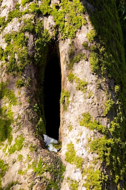 Un árbol hueco en un viejo tronco de árbol cubierto de musgo ubicado en un gran bosque cerca del fondo