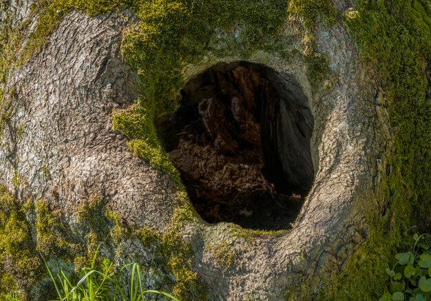 árbol hueco