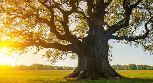 Un árbol increíble en un gran prado.