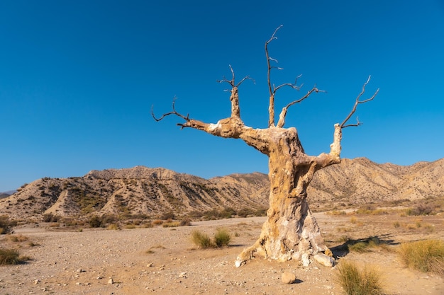 Arbol del Infortunio cerca del cañón del desierto de Tabernas, provincia de AlmerÃƒÂƒÃ'Âa, Andalucía. De paseo por la Rambla del Infierno