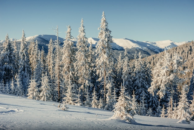 Árbol de invierno en la nieve. Cárpatos Ucrania. Europa.