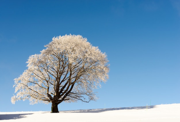 Foto Árbol de invierno en nieve en invierno