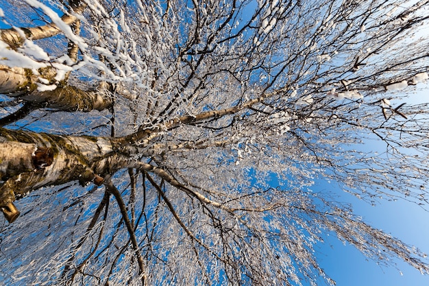 Foto Árbol en invierno