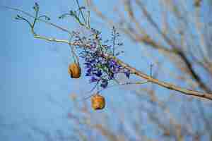 Foto Árbol de jacaranda azul de la especie jacaranda mimosifolia