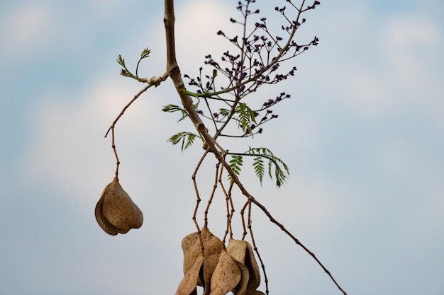 Foto Árbol de jacaranda con flores y frutos y el cielo azul