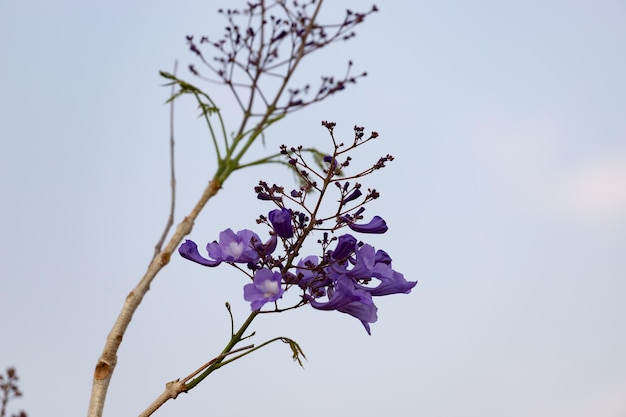 Foto Árbol de jacaranda con flores y frutos y el cielo azul