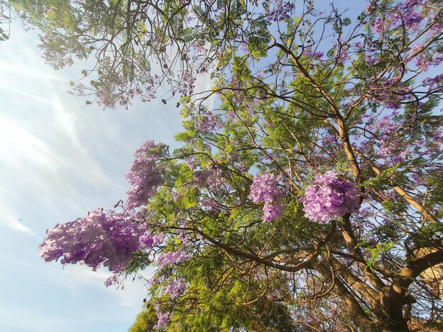 Arbol de jacaranda mimosifolia con sus preciosas flores violaceas