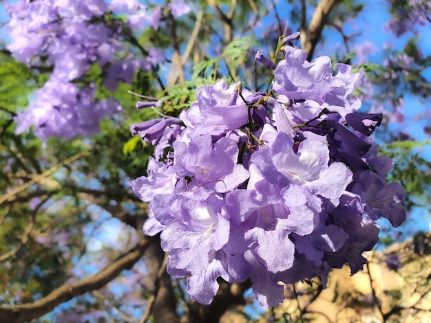 Arbol de jacaranda mimosifolia con sus preciosas flores violaceas