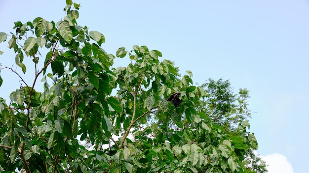 El árbol de Jengkol da frutos en el área de la plantación