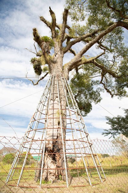 El árbol Jequitib Rosa con una altura de 27 metros y un diámetro de copa de 30 metros