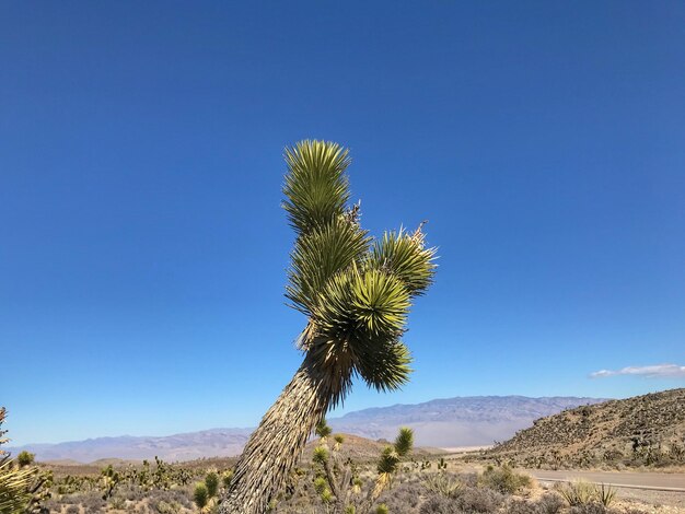 Foto el árbol de josué en las colinas al norte de las vegas