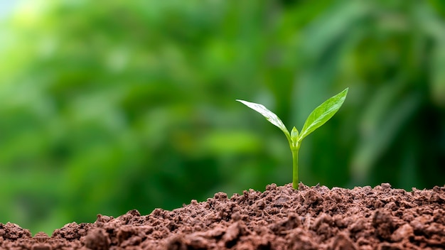 Un árbol joven o árbol crece en un suelo fértil y en la brillante luz del sol de la mañana. concepto de equilibrio ecológico y ambiental