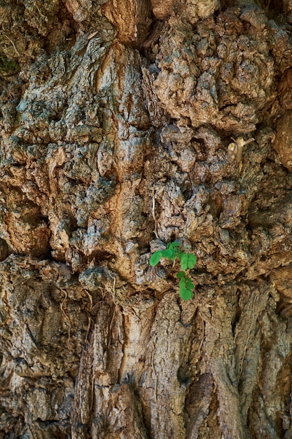 Un árbol joven que crece en medio del tronco del árbol y el fondo de la corteza