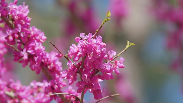 Foto el árbol de judas en flor, comúnmente conocido como el árbol de judas, es un pequeño árbol caducifolio de cerca.