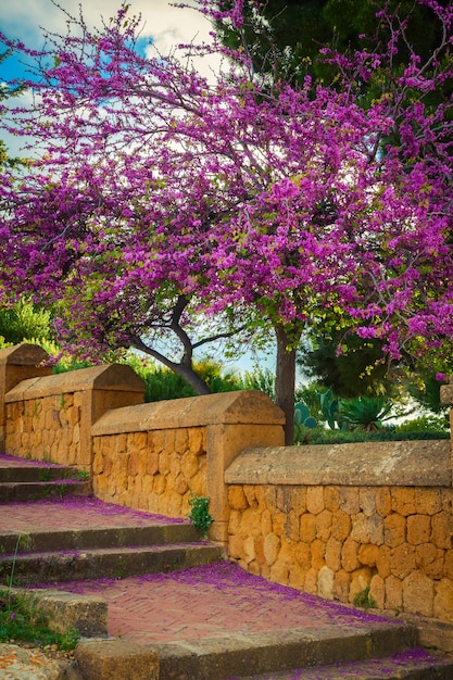 Árbol de Judas floreciente con flores que caen