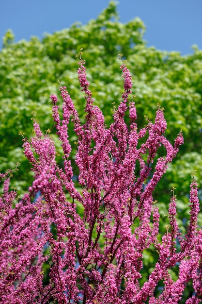 Foto Árbol de judas rosa. flores en la rama redbud. ramas de los árboles con flores de color rosa con el cielo azul claro de fondo