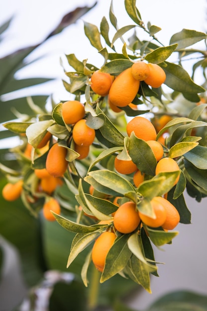 Árbol de kumquat en un jardín Naranjas maduras colgando naranjos en naranjal Árbol de cítricos con fruta de kumquat