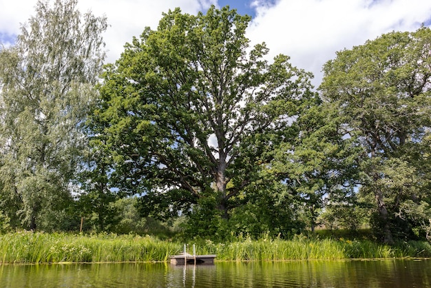 un árbol en un lago con un bote en medio