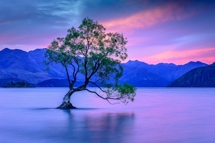 Foto árbol en el lago contra el cielo durante la puesta de sol