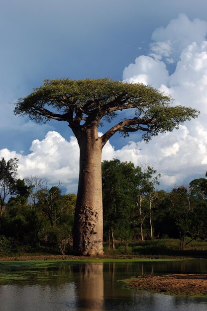 Foto Árbol por lago contra el cielo