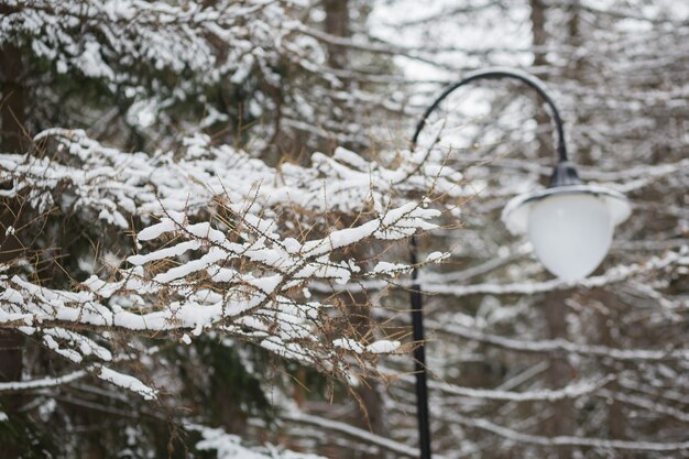 Árbol y lámpara cubiertos de nieve. Fondo suave de invierno con abeto