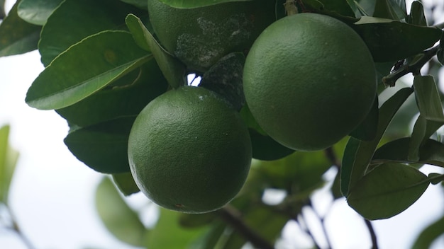 Foto un árbol de limón con algunos verdes creciendo en él