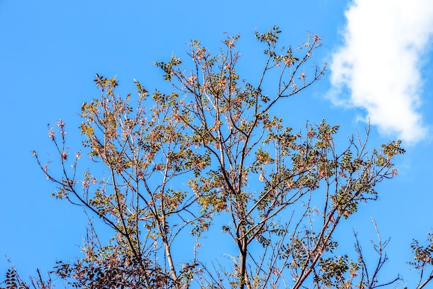 Árbol de linterna o árbol de lluvia dorada nombre botánico Koelreuteria paniculata Árbol de calle de hoja caduca común