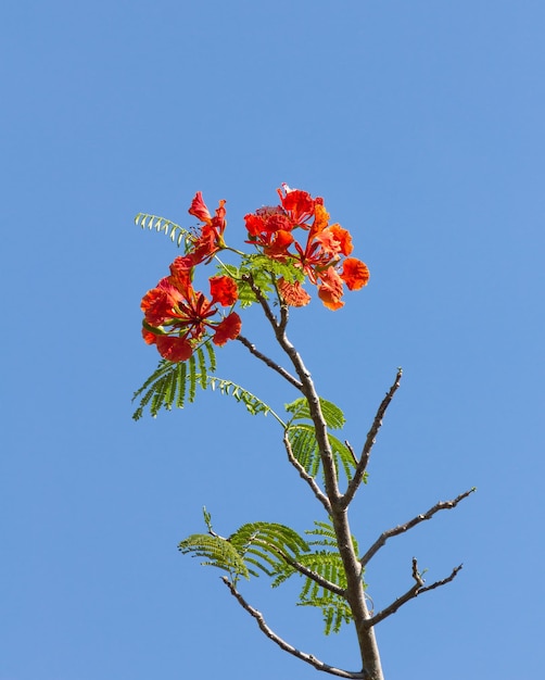 Foto el árbol de la llama o la flor de la poinciana real en el cielo azul