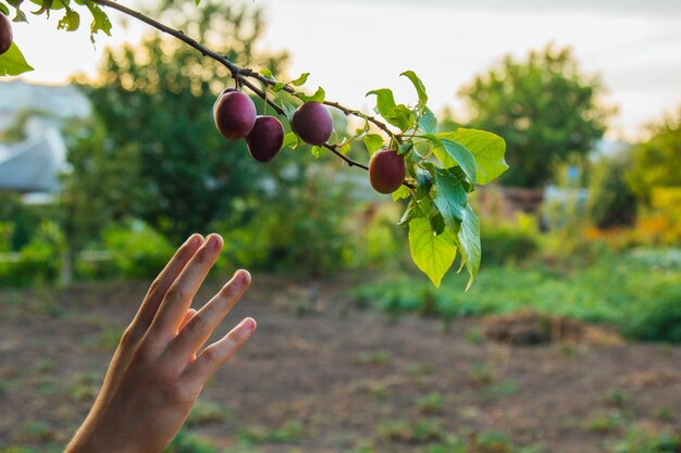 Un árbol lleno de ciruelas azules en el jardín La mano de un hombre recoge ciruelas azules en el jardín Cosecha de ciruelas Manos de agricultores con ciruelas recién cortadas