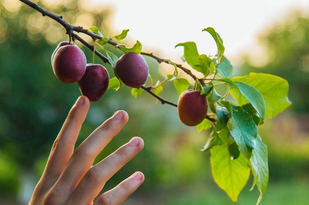 Un árbol lleno de ciruelas azules en el jardín La mano de un hombre recoge ciruelas azules en el jardín Cosecha de ciruelas Manos de agricultores con ciruelas recién cortadas