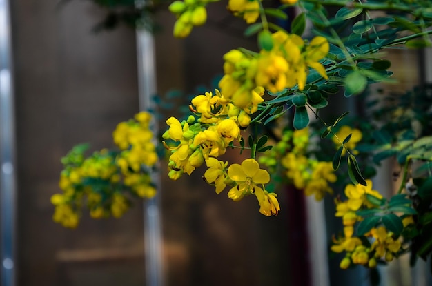 Árbol de la lluvia dorada de Cassia fistula