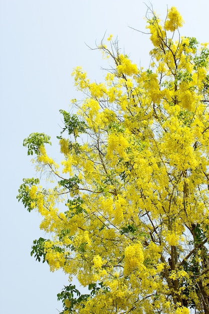 Foto Árbol de lluvia dorada (fístula cassia).